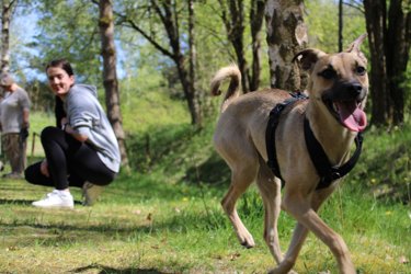 Abbildung eines Hundes im Vordergrund. Im Hintergrund kauert ein Mensch und schaut zu dem Hund