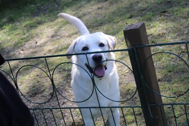 Ein Hund mit weißem Fell schaut durch den Gartenzaun